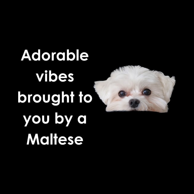 Maltese Magic: Adorable Vibes Collection! by jachu23_pl