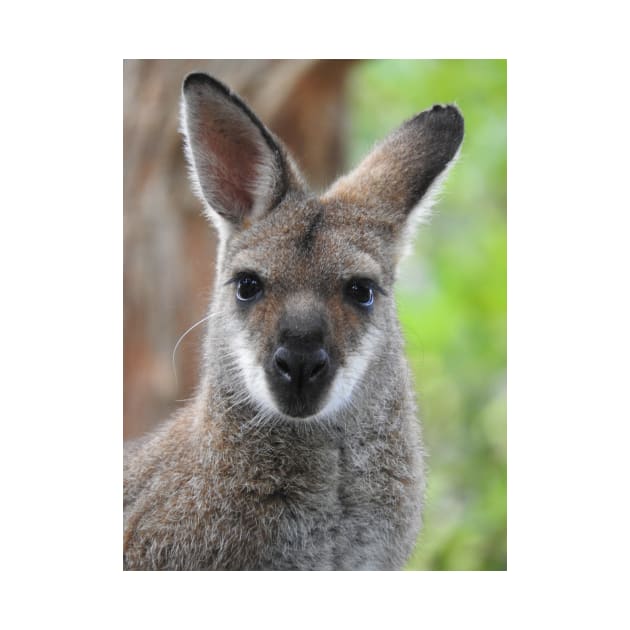 Swamp Wallaby by kirstybush