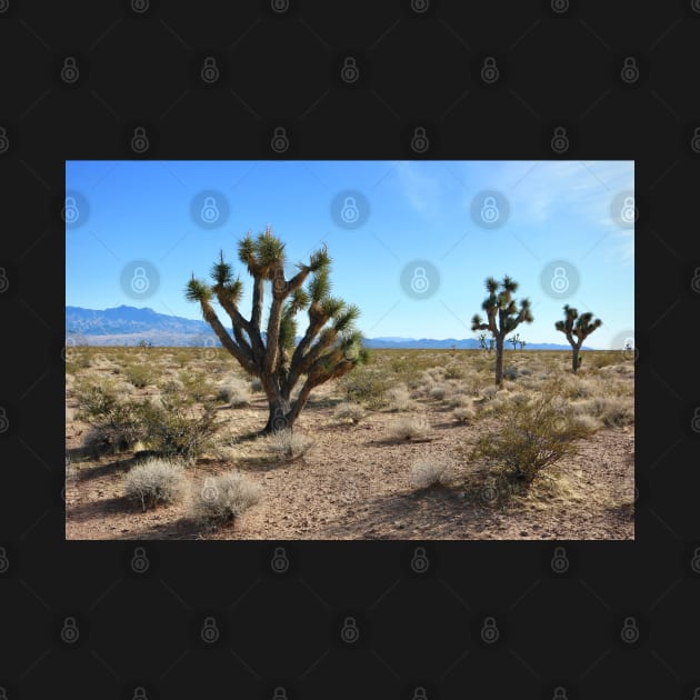 Joshua Trees in the Mojave by somekindofguru