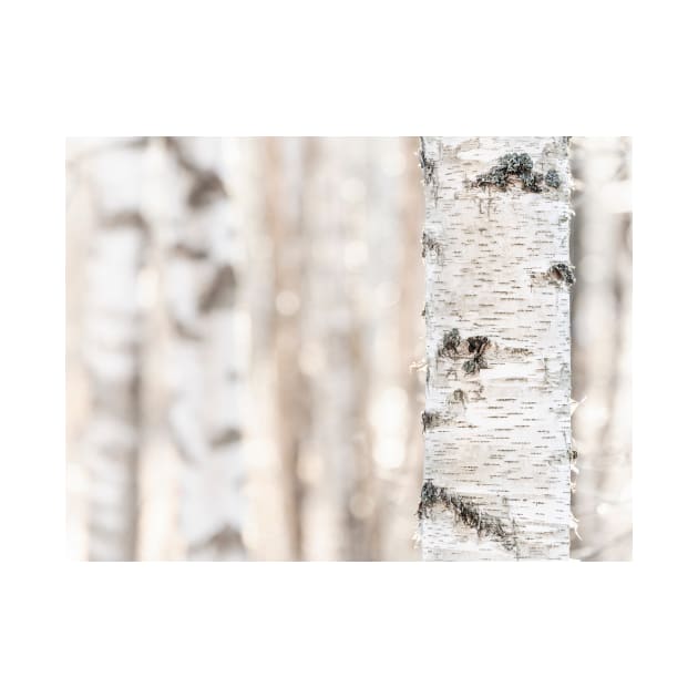 Birch by ansaharju