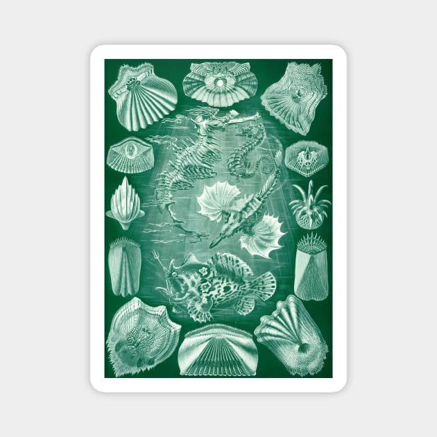 Teleostei by Ernst Haeckel Magnet by MasterpieceCafe