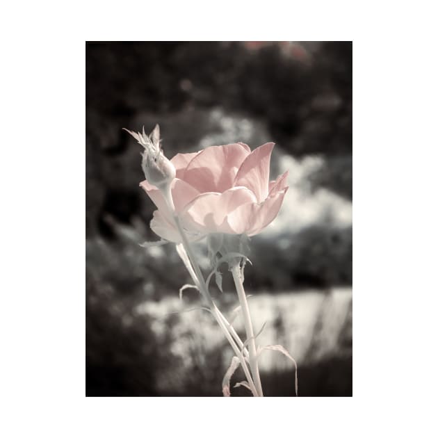 Soft Pink Rose by BonniePhantasm