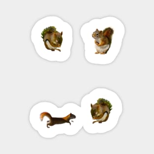 4 Squirrels Magnet