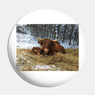 Scottish Highland Cattle Calf and Cow 1604 Pin