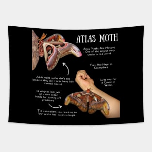 Animal Facts - Atlas Moth Tapestry