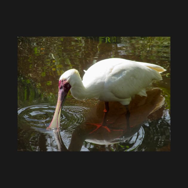 African Spoonbill wading in the shallows by Steves-Pics