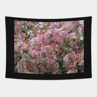 Cherry Blossom flowers white and pink in focus Tapestry