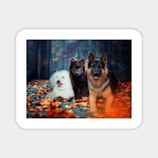 Dogs in the Fall Magnet