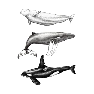 Beluga, orca and humpback whale ink T-Shirt