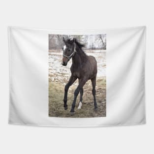 TB COLT Tapestry