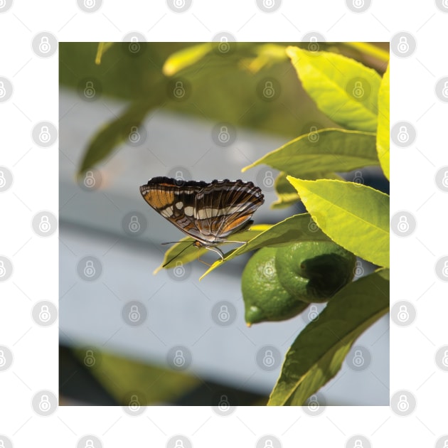 California Sister Butterfly Resting On A Lemon Tree by DPattonPD