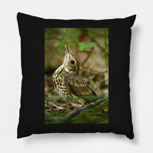 Baby song thrush on forest floor Pillow