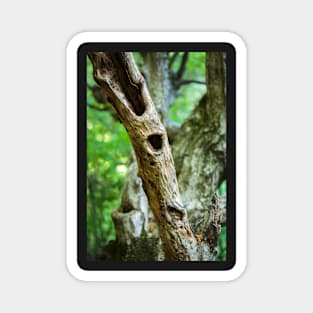 Dead tree in a young forest Magnet