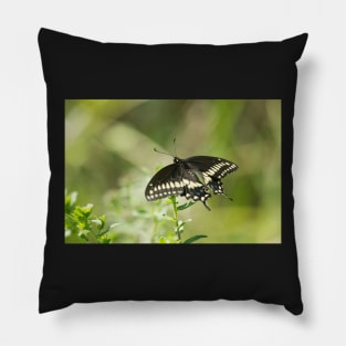 Black Swallowtail Pillow