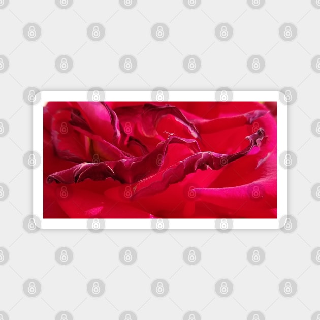 Macro Dying Red Rose Magnet by H. R. Sinclair