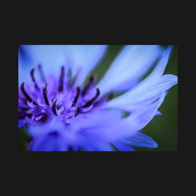 Cornflower by Bobbex