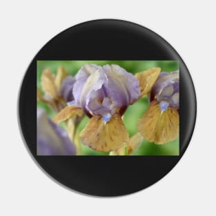 Iris  &#39;Hocus Pocus&#39;  Standard Dwarf Bearded iris Pin