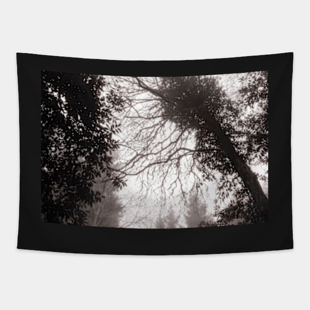 Foggy Tree skeleton with Ivy Tapestry by heidiannemorris