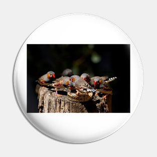 Zebra Finch Feeding Frenzy Pin