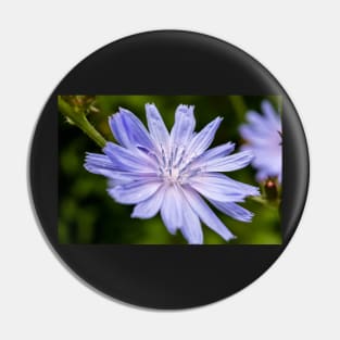 Blue chicory flower Pin