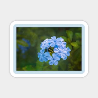 Plumbago Blue Magnet