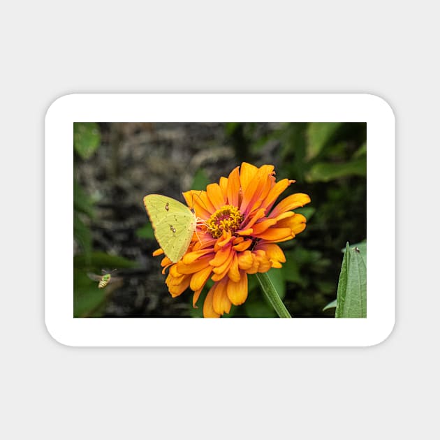 Alfalfa Butterfly on Flowers Magnet by KensLensDesigns