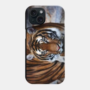 siberian tiger, tiger head Phone Case