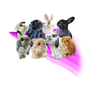 Super cute fluffle of bunnies of all breeds! T-Shirt