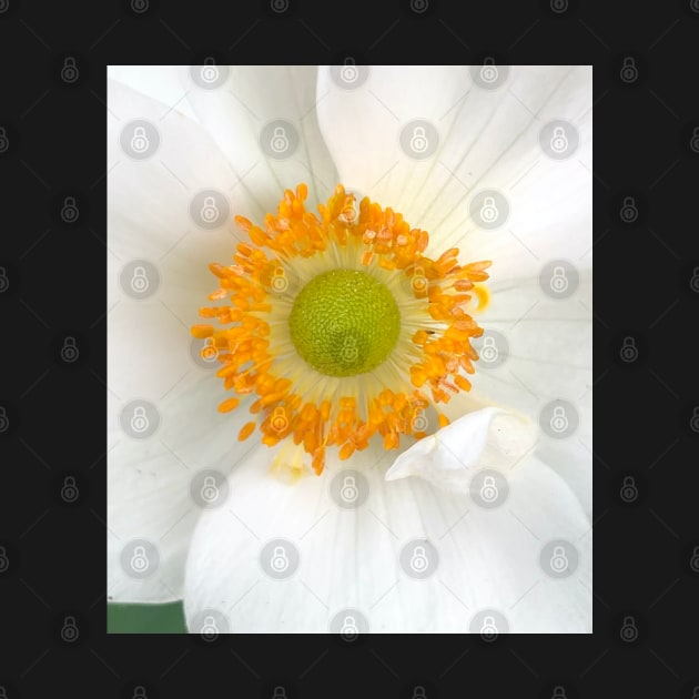 White Blooming Flower to Brighten Your Day in All Ways! by Photomersion