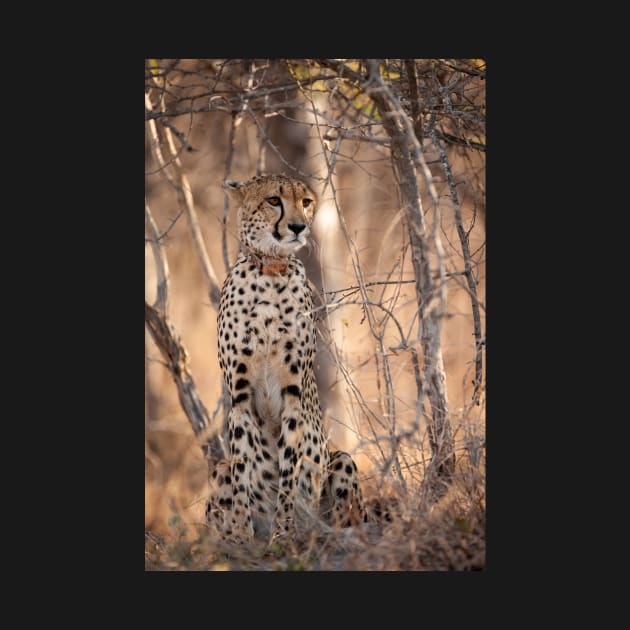 young cheetah sat in the bush by CPT T's