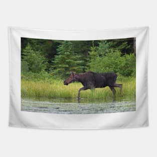 A moose in Algonquin Park, Canada Tapestry