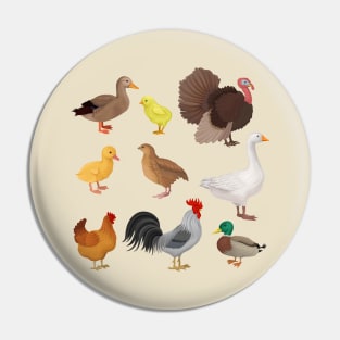 Poultry illustration Pin