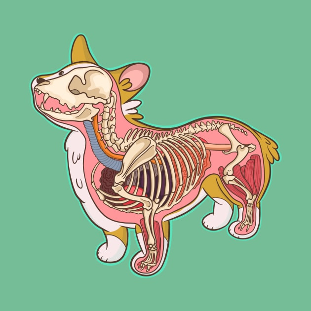 Corgi Anatomy by IhateDumplings