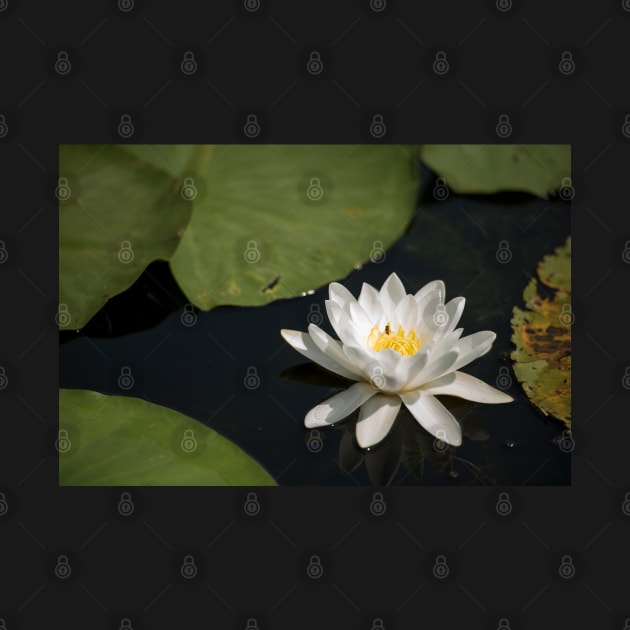 Beautiful white waterlily in the Danube Delta, Romania, on summer day by NxtArt