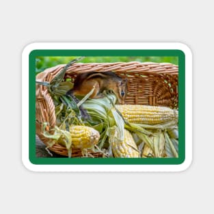 Chipmunk hides in a basket of corn Magnet