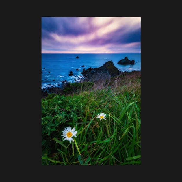 Wildflowers at Scotty's Point by JeffreySchwartz