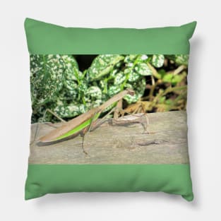 Praying Mantis No.2 Pillow