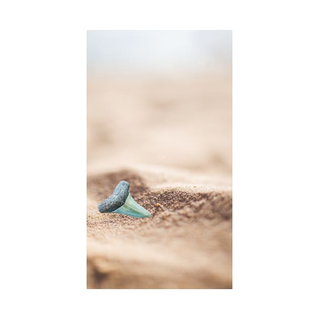 Shark Tooth in the Sand by AtlanticFossils