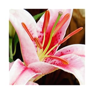 Macro Pink and White Lilly Flower in the Garden T-Shirt