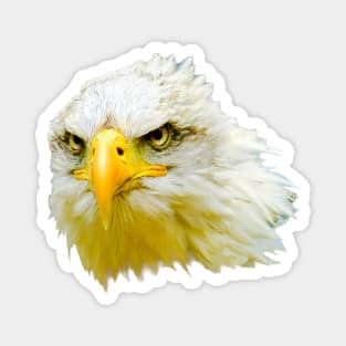 Not amused Bald Eagle Magnet