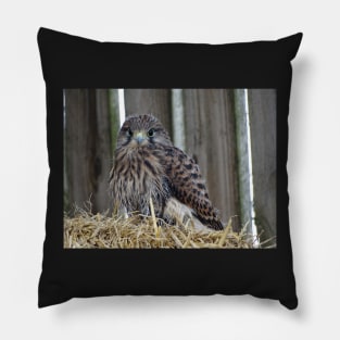 Fledgling Kestrel Pillow