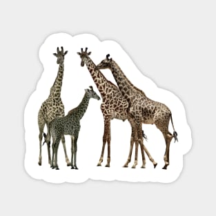 Giraffe - Family on Safari in Kenya / Africa Magnet