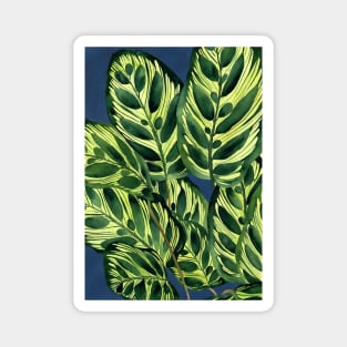 Calathea plant illustration Magnet