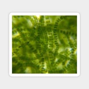 Green Microscopic Seaweed Magnet