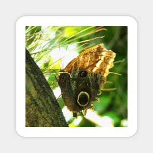 Mournful Owl Butterfly Magnet