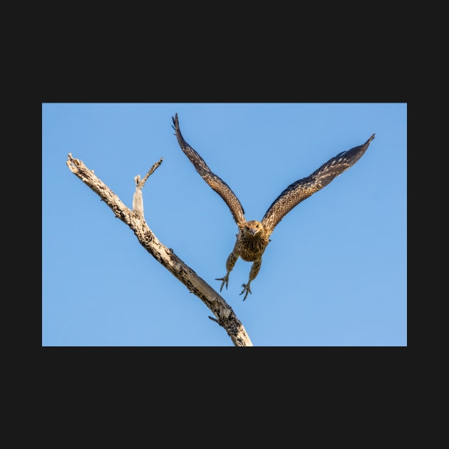 Whistling Kite, Northern Territory by AndrewGoodall