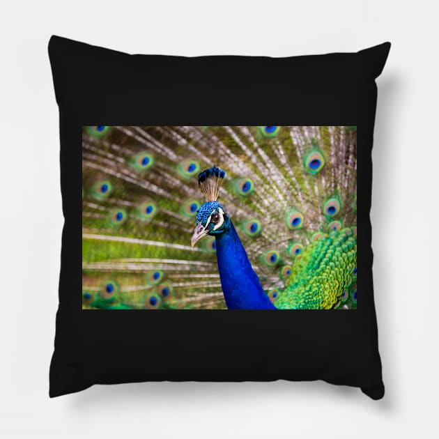 Peacock Showing Off Pillow by JeffreySchwartz