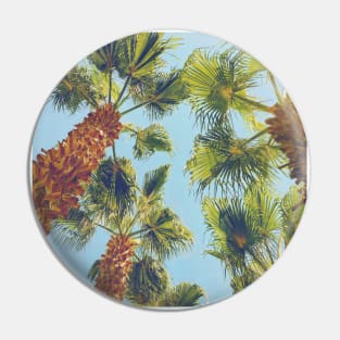 Pretty picture of a Palm Tree. Pretty Palm Trees Photography design with blue sky Pin