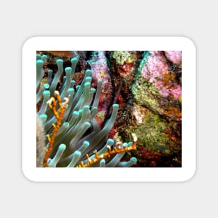 Sea Anemone and Coral Wall Magnet