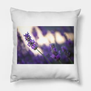 Close-up of lavender blossoms Pillow